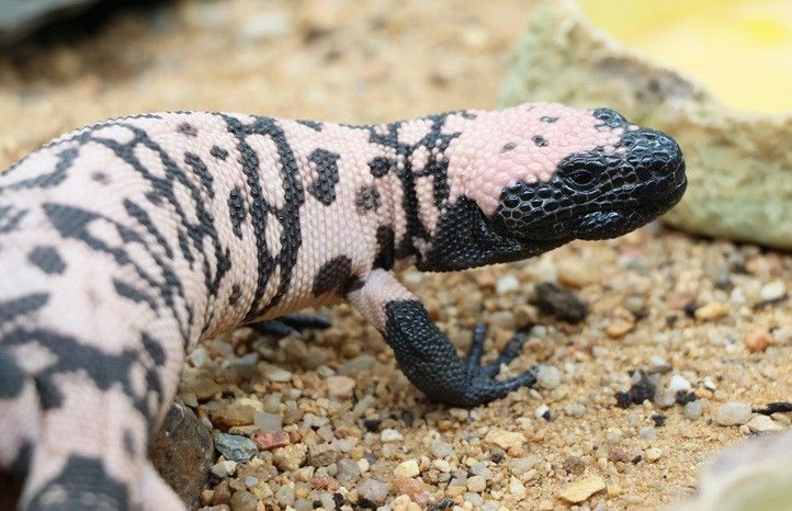 240305_Jester_ZOO_Heloderma-suspectum