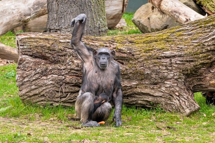 240328_Krtiny_simpanz_2