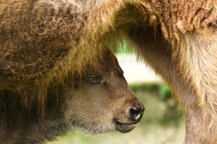 Zdroj fotografií: Zoo Plzeň 240617_Zoo_Zubr_1