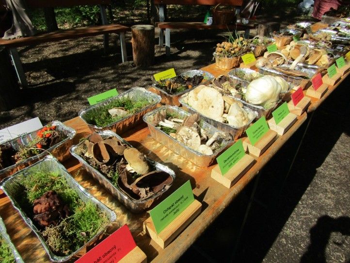 Ilustrační foto 240619_Vystava_hub_Sofronka