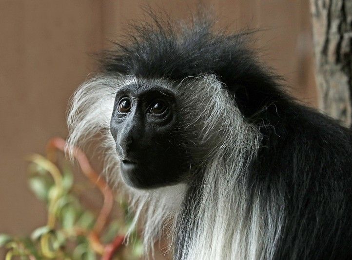 Fotografie: H. Josefová a K. Misíková 240626_Guereza_Zoo_Misikova_1