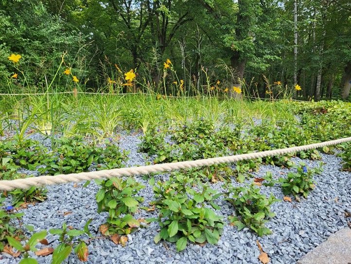 Zdroj fotografií: Správa veřejného statku města Plzně 240815_Trvalky_kvetiny_1