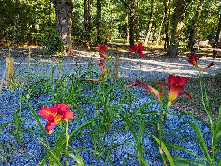 Zdroj fotografií: Správa veřejného statku města Plzně 240815_Trvalky_kvetiny_4