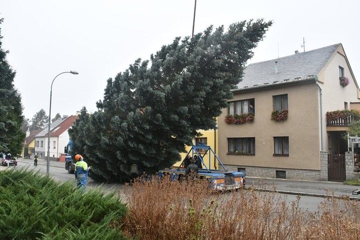 Letošní vánoční strom vyrostl na Doubravce. Fotografie: R. Žáková 241111_vanocni_strom_04
