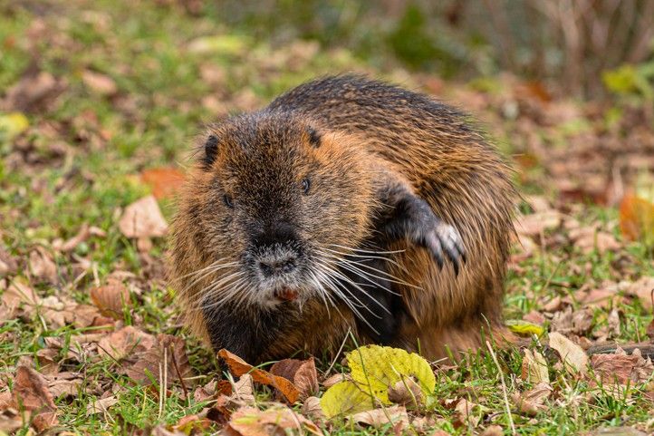 Fotografie: M. Pecuch 241129_Nutrie_5