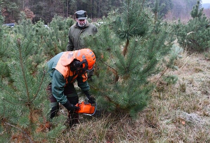 Zdroj fotografií: Správa veřejného statku města Plzně 241203_SVS_Vanocni_stromecek_ryby_1
