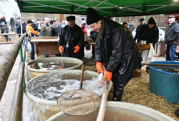 U Košináře začal prodej ryb na štědrovečerní stůl. Fotografie: R. Žáková 241219_prodej_ryb_03