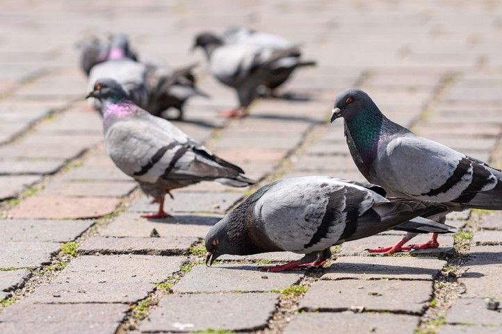 Ilustrační fotografie: M. Pecuch 250717_Holubi_3