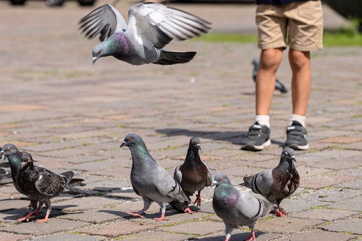Ilustrační fotografie: M. Pecuch 250717_Holubi_4
