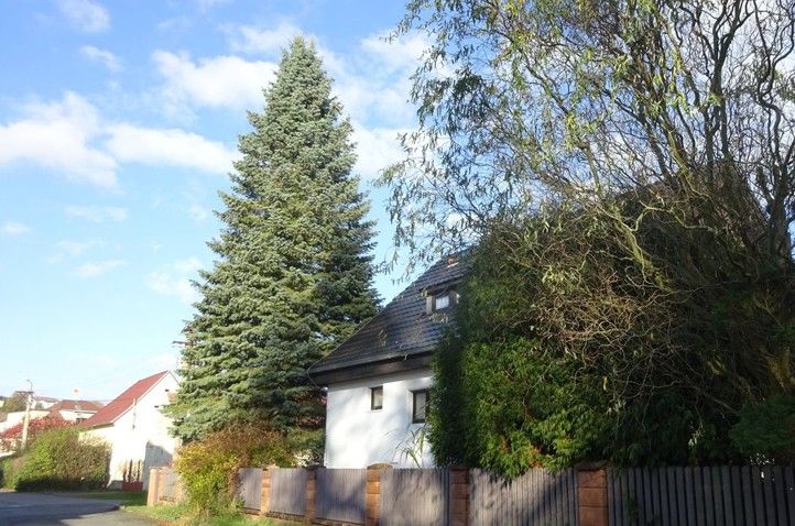 250903_Vanocni_strom_1