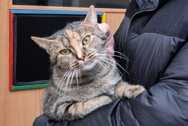 Ilustrační foto: M. Pecuch 260127_Utulek_psi_kocky_zvirata_3