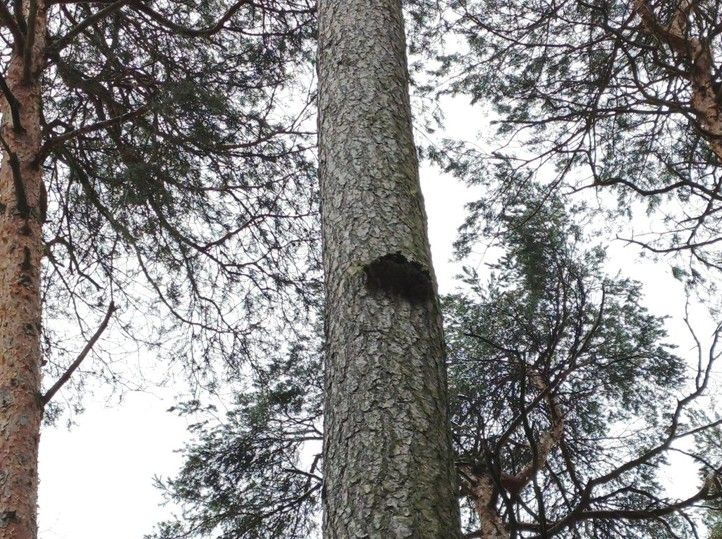 260302_Kaceni_stromy_Bolevak_3