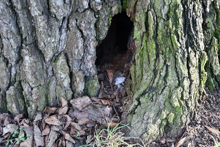 Fotografie: R. Žáková 260313_Stromy_Kilometrovka_2