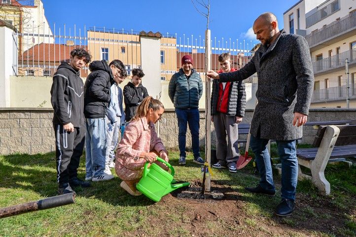 260330_Sezeni_stromu_1